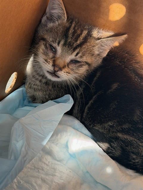 Unknown - Domestic Short Hair