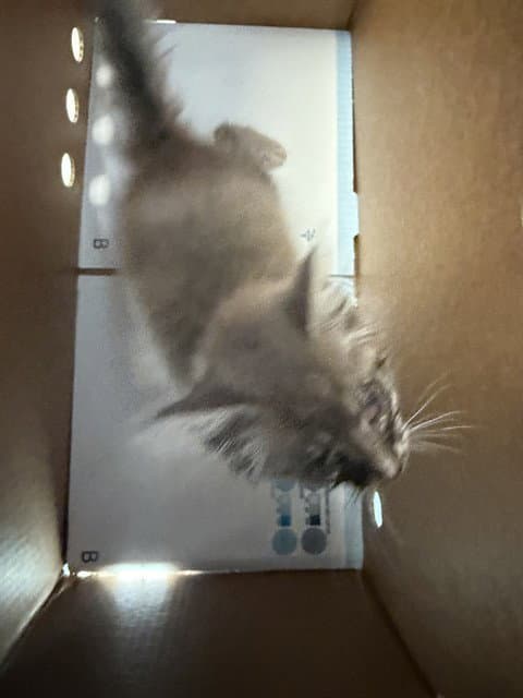 Unknown - Domestic Long Hair