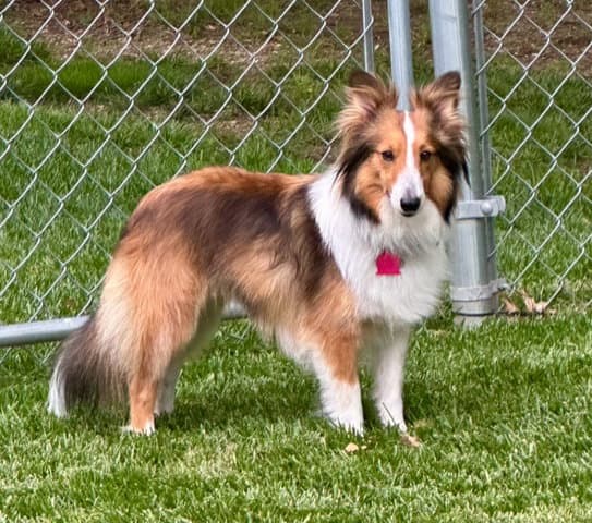 Dori - Shetland Sheepdog Sheltie