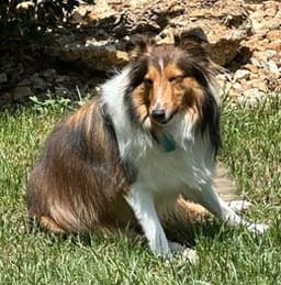 Winston image 2