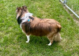 Winston image 4