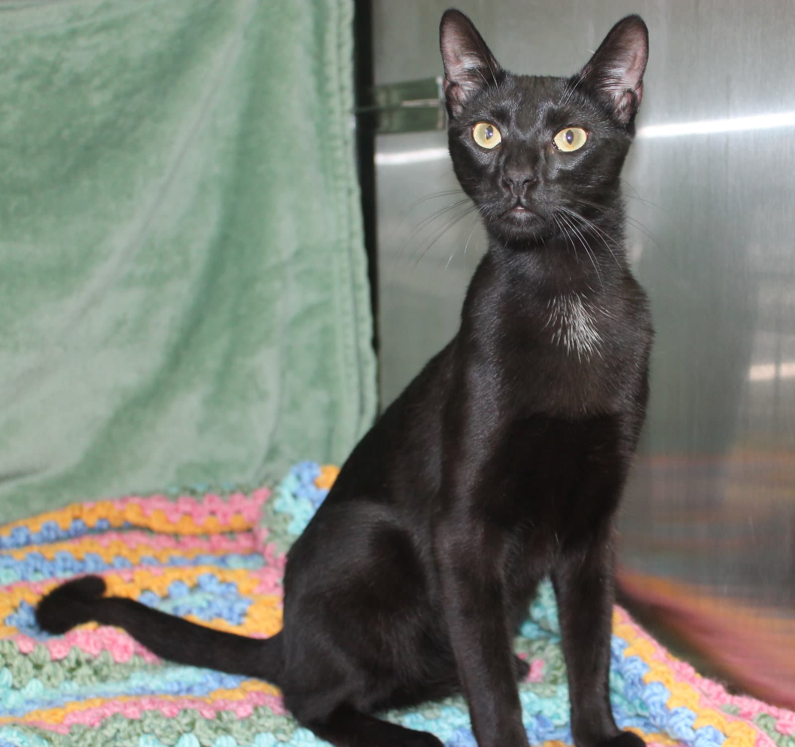 Zhyen - - Domestic Short Hair