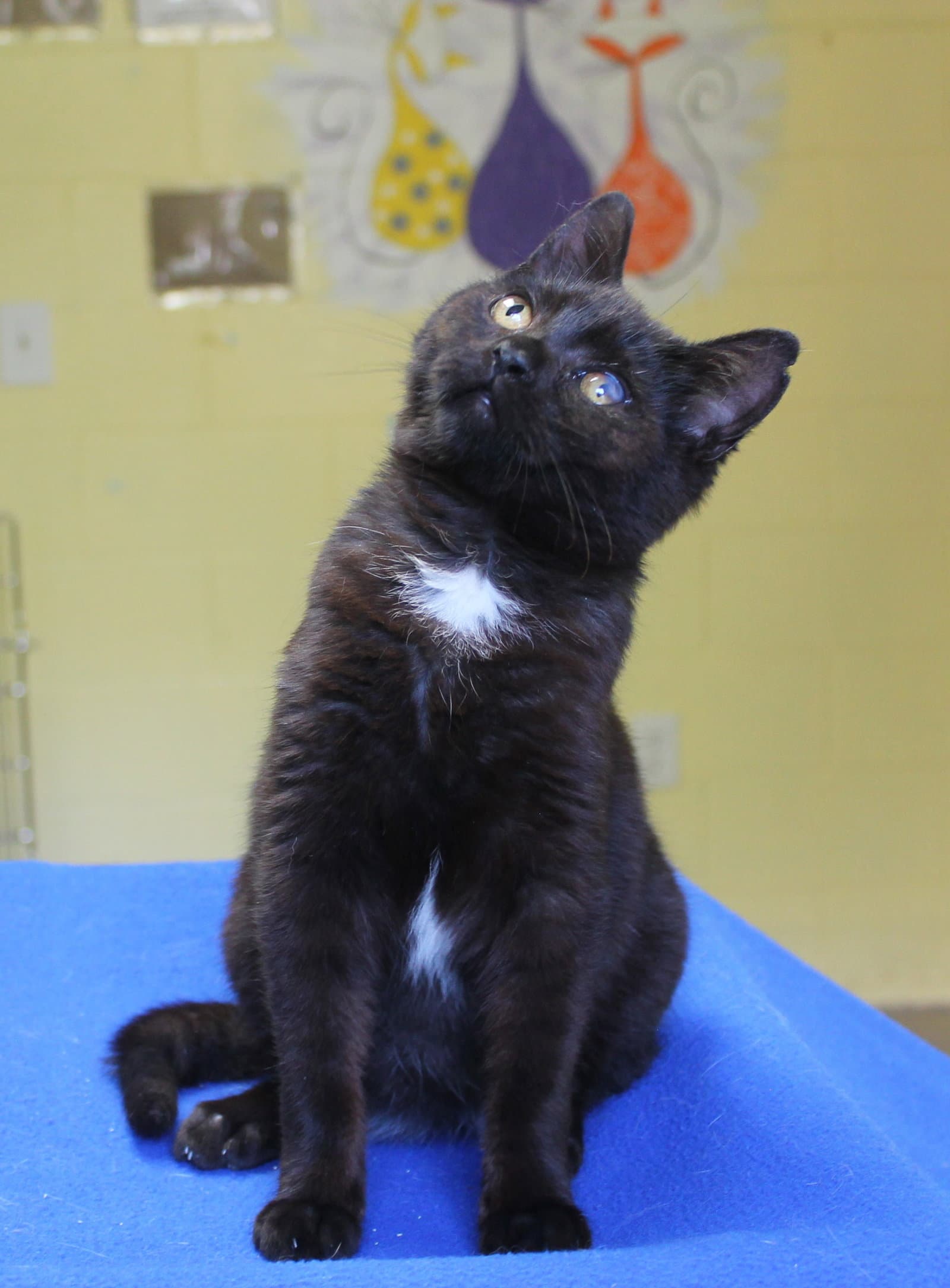 Twisty - - Domestic Short Hair
