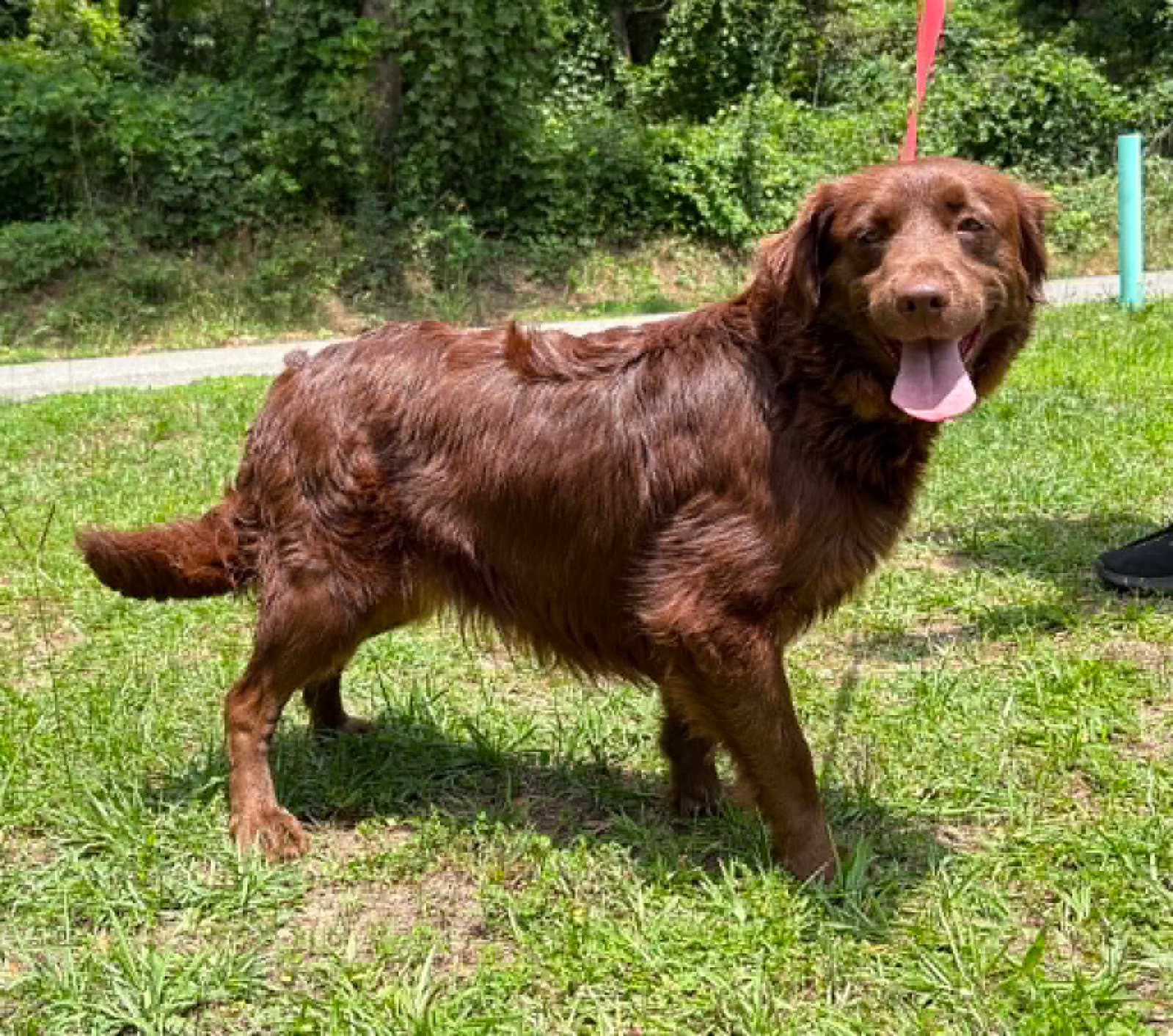 Belle - Retriever