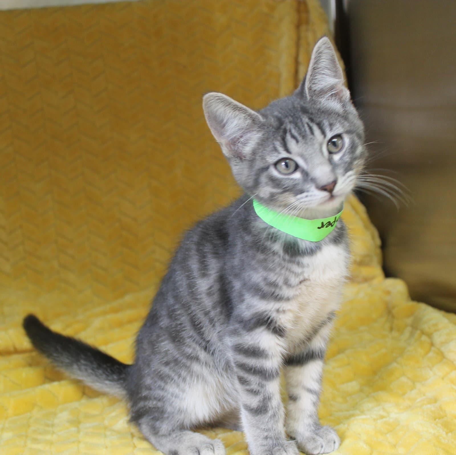 Casper - - Domestic Short Hair