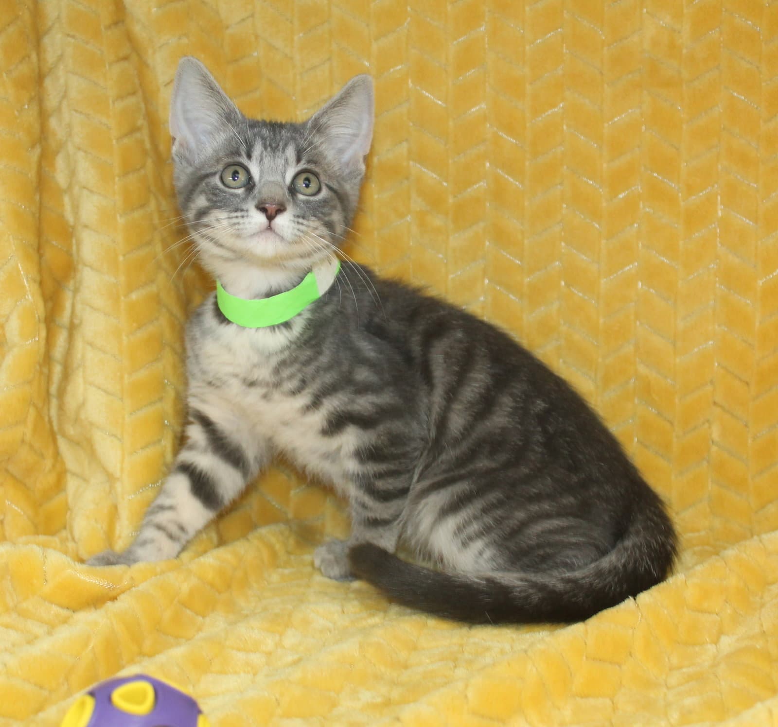 Kritter - - Domestic Short Hair