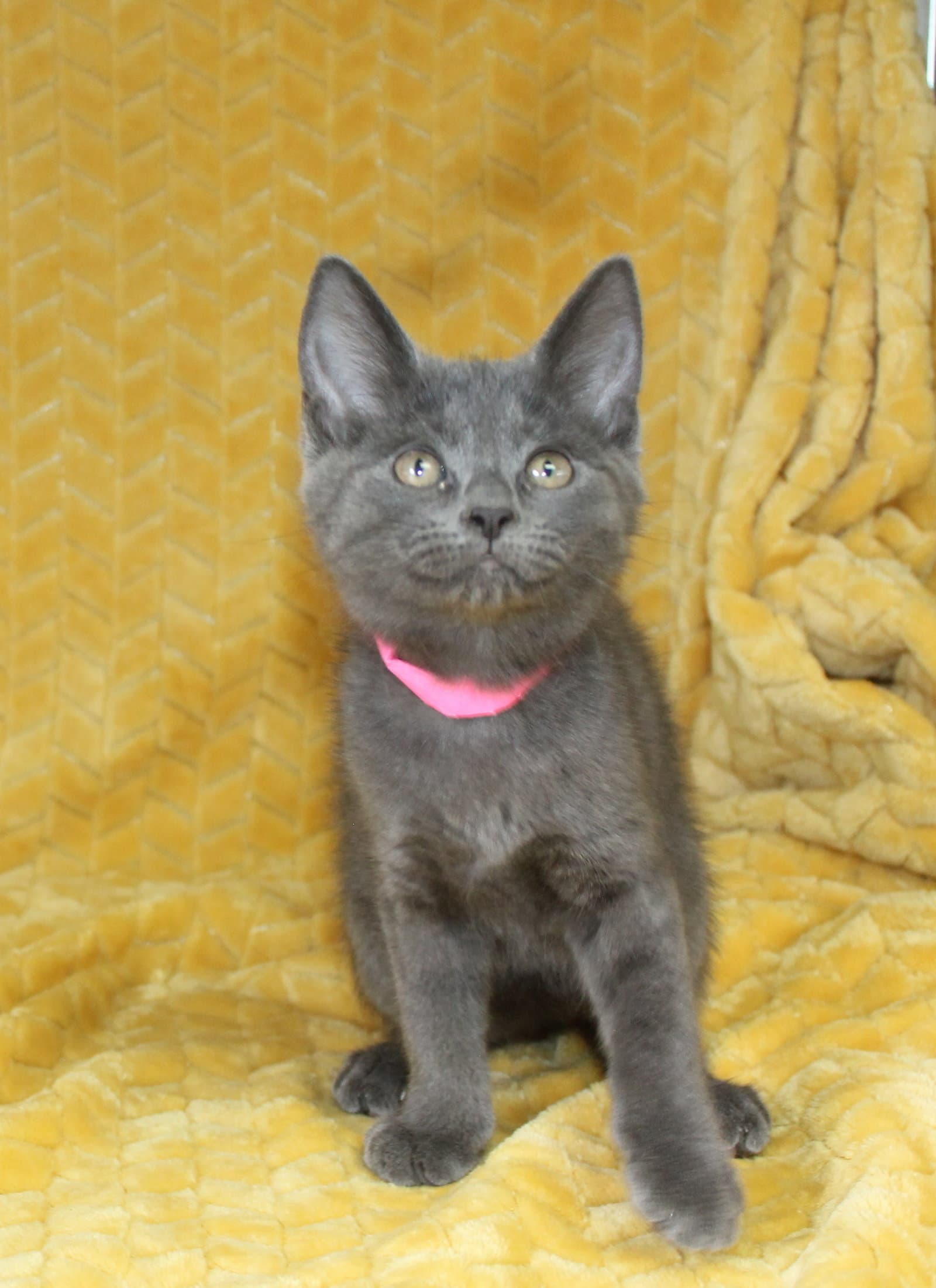 Jordan - - Domestic Short Hair