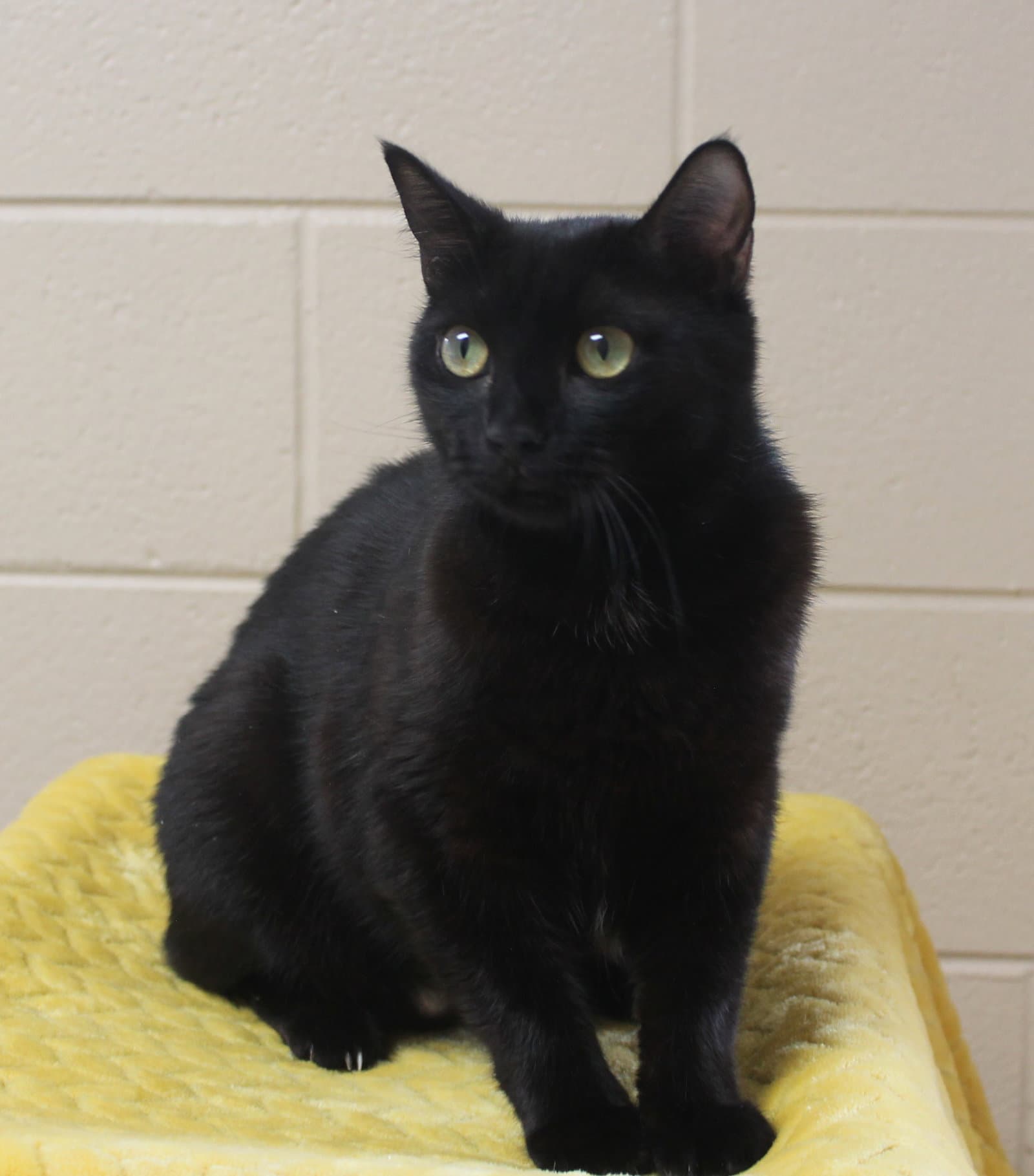 Ebony - - Domestic Medium Hair