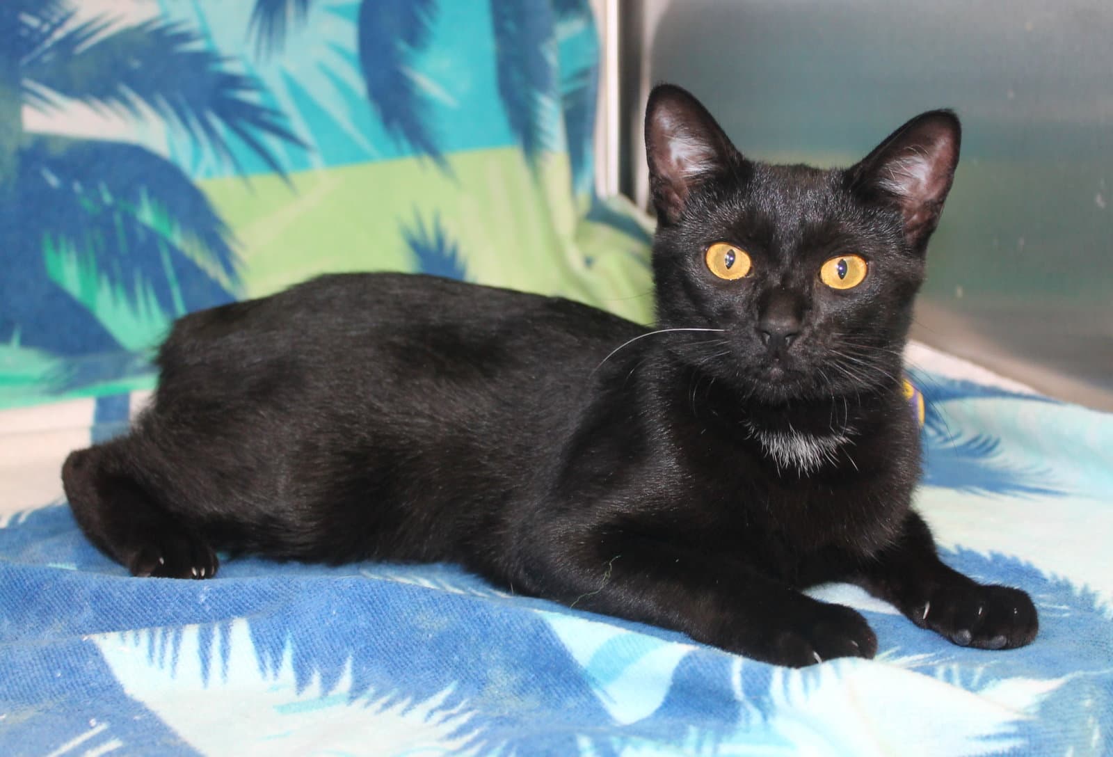 Emma - - Domestic Short Hair