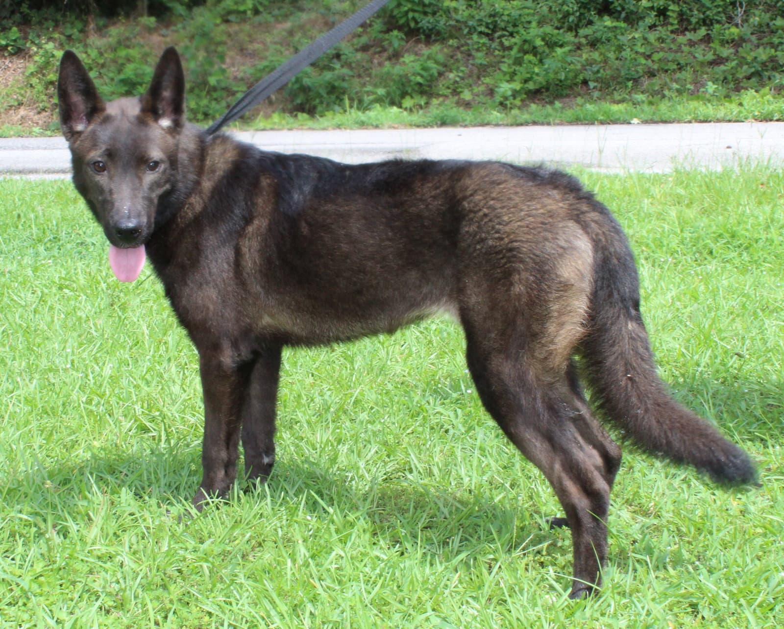Shepie - Shepherd