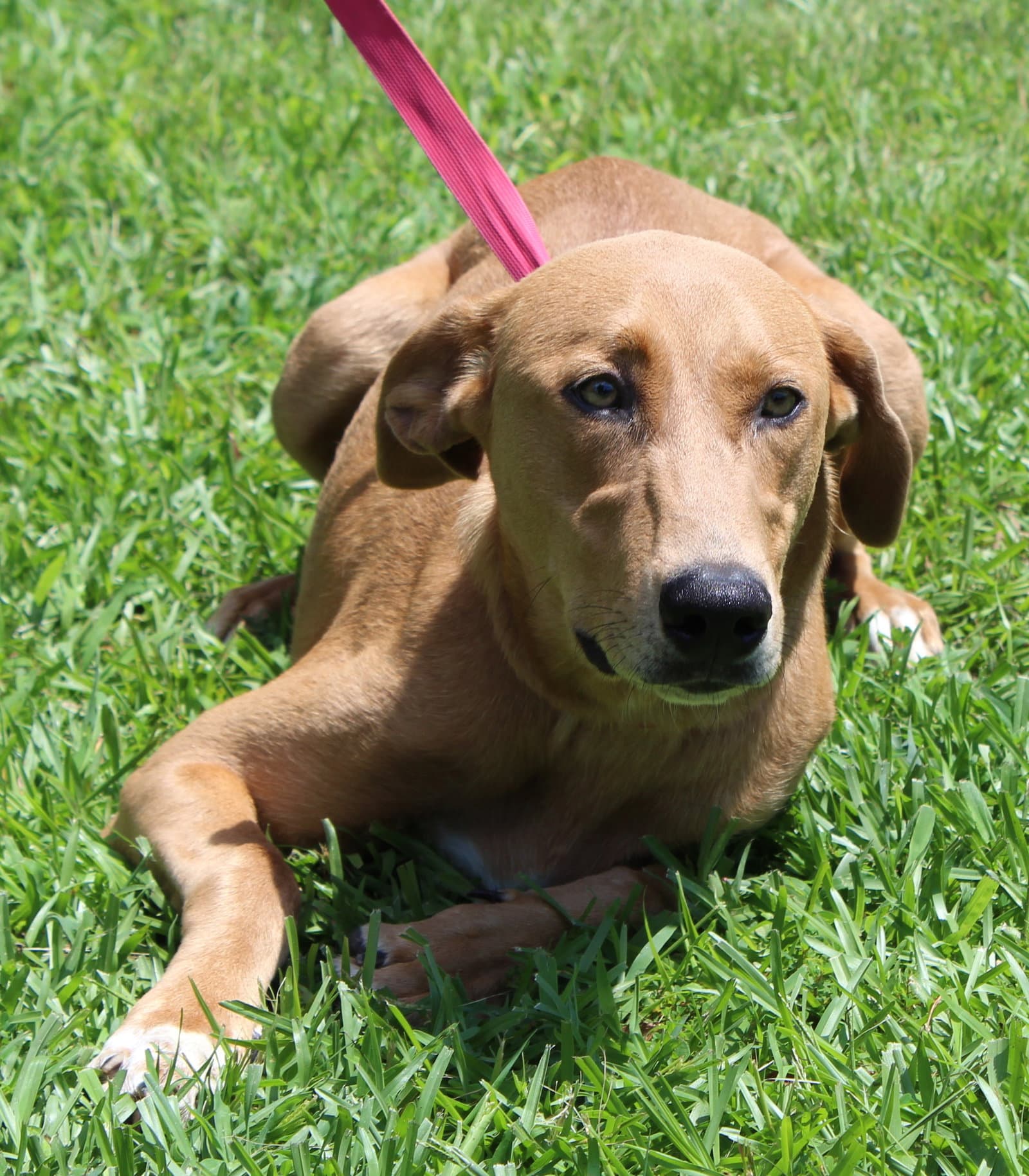 Mable - Retriever