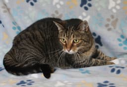 Minnie Mae - image 1