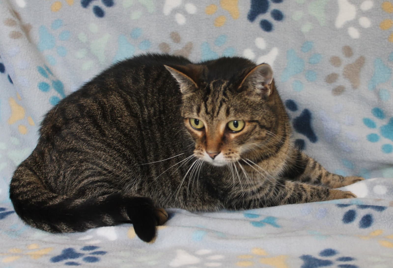 Minnie Mae - - Tabby