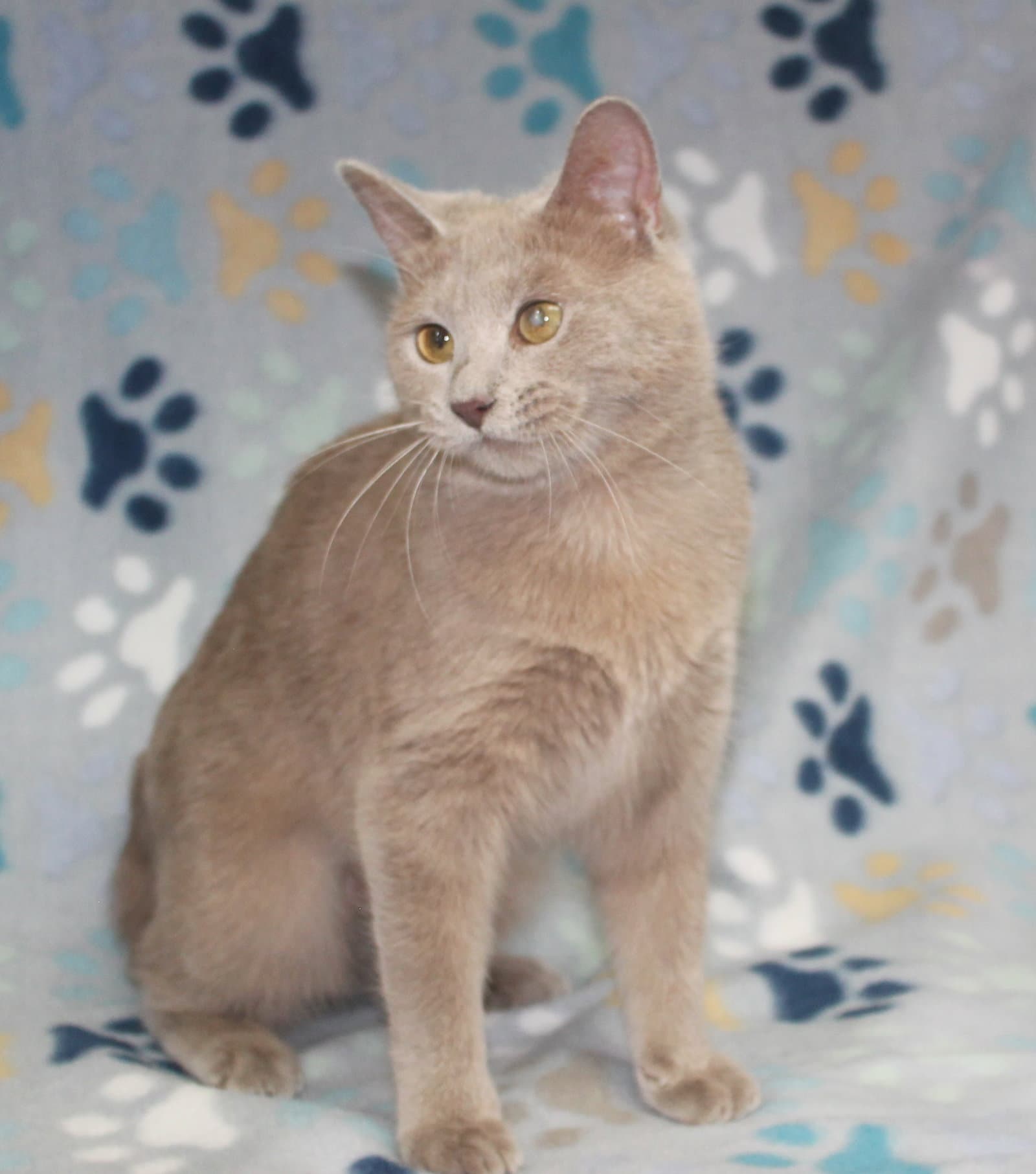 Pop - - Domestic Short Hair