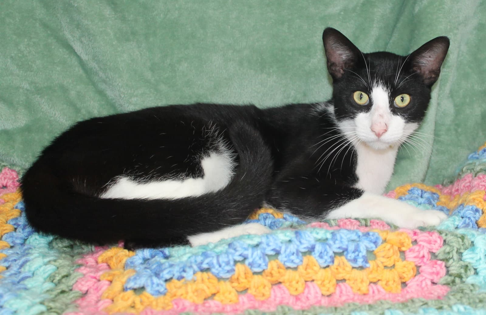 Allen - - Domestic Short Hair
