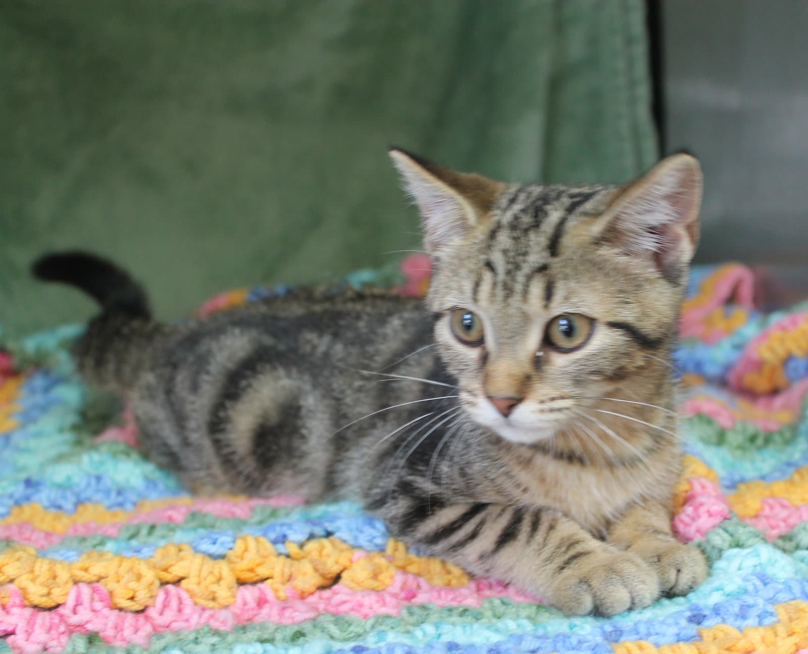 Losty - - Domestic Short Hair