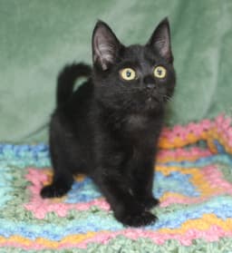 Pepper - image 1