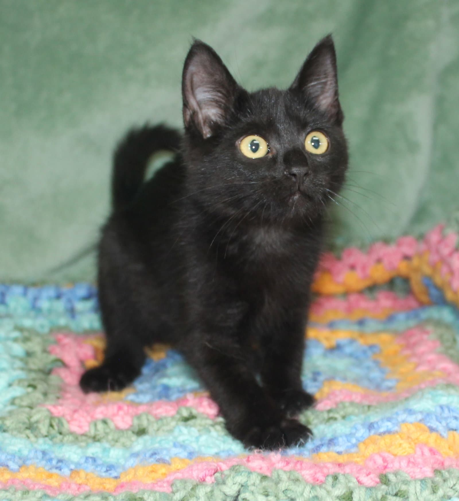 Pepper - - Domestic Short Hair
