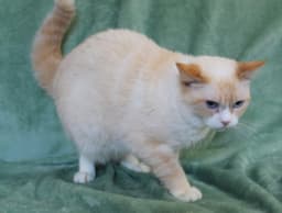 Harriet - image 2