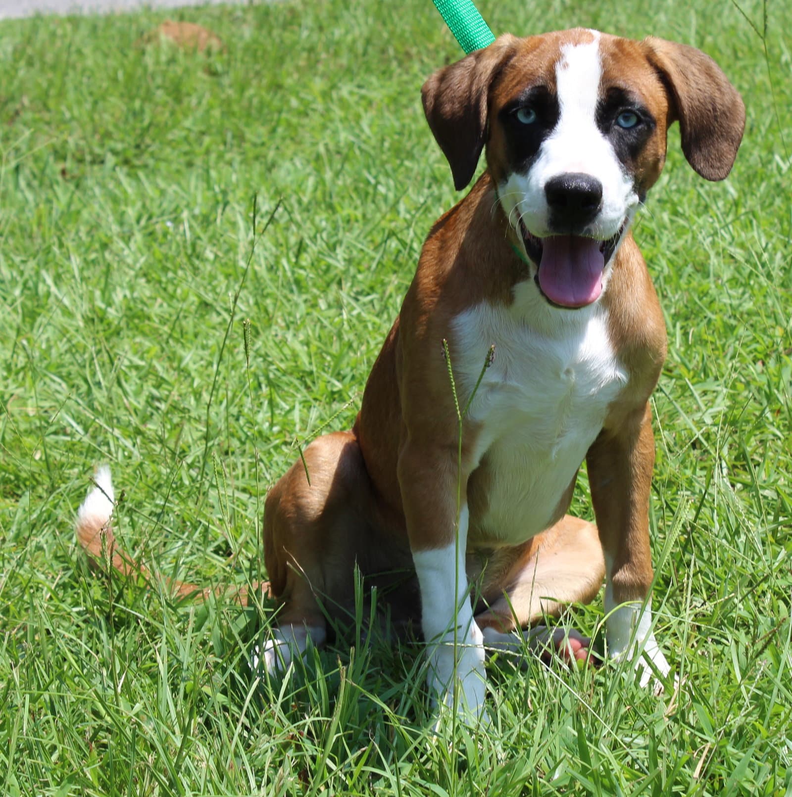 Zeno - Boxer