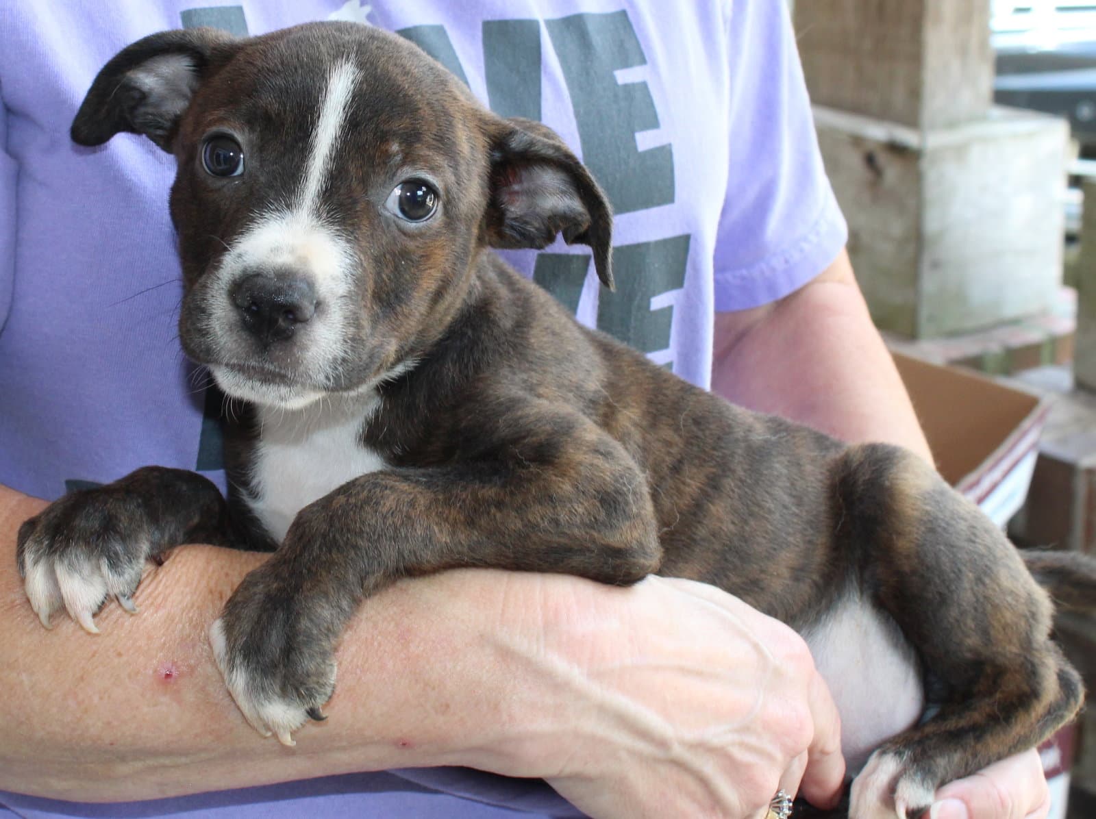 Hammy - Pit Bull Terrier