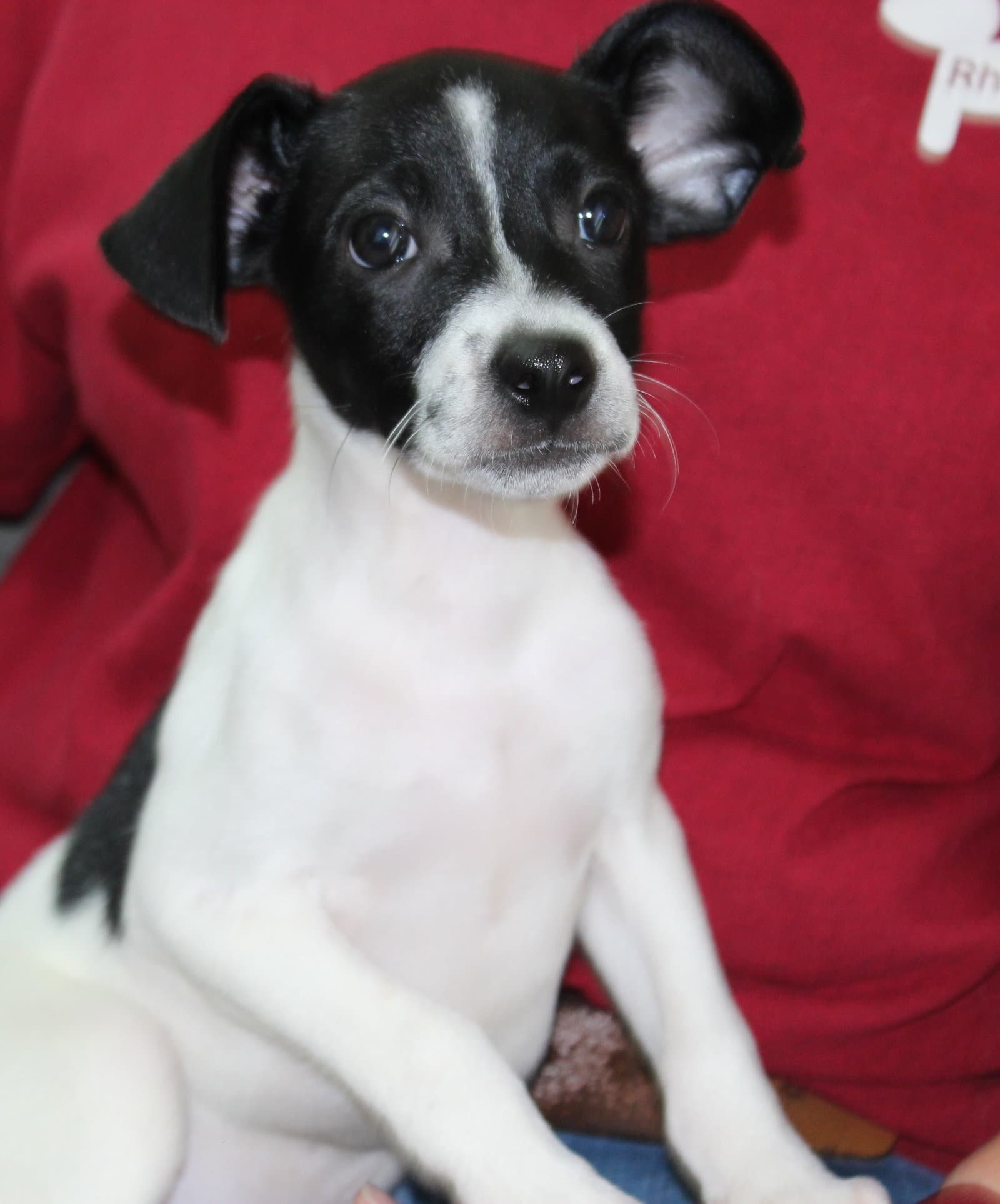 Han Solo - Rat Terrier