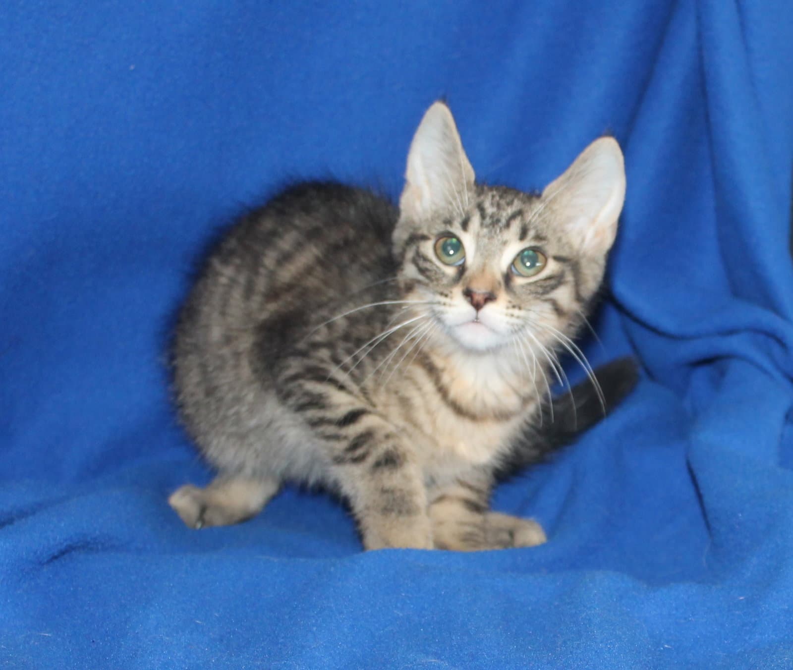 Panda - - Domestic Short Hair