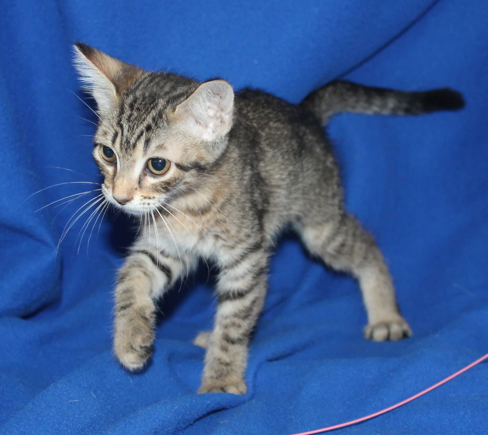 Parker - - Domestic Short Hair