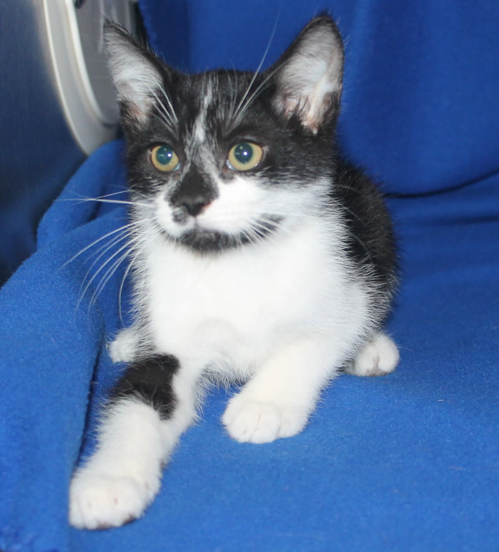 Paris - - Domestic Short Hair