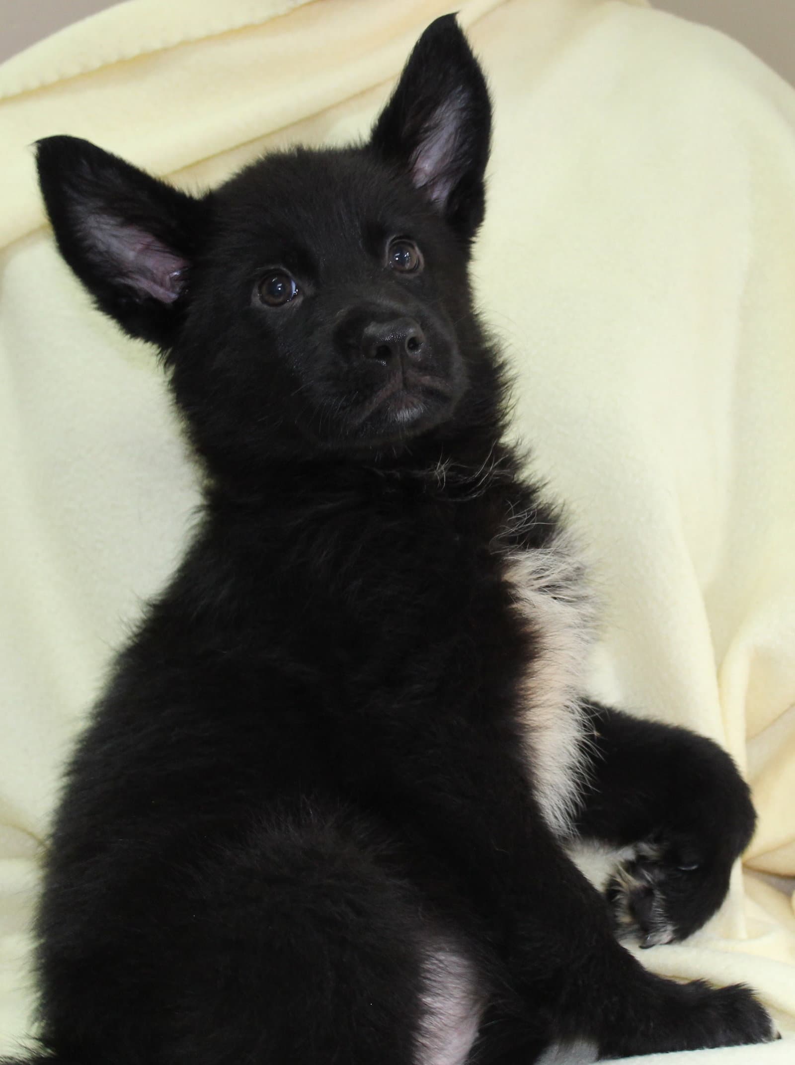 Basil - Shepherd