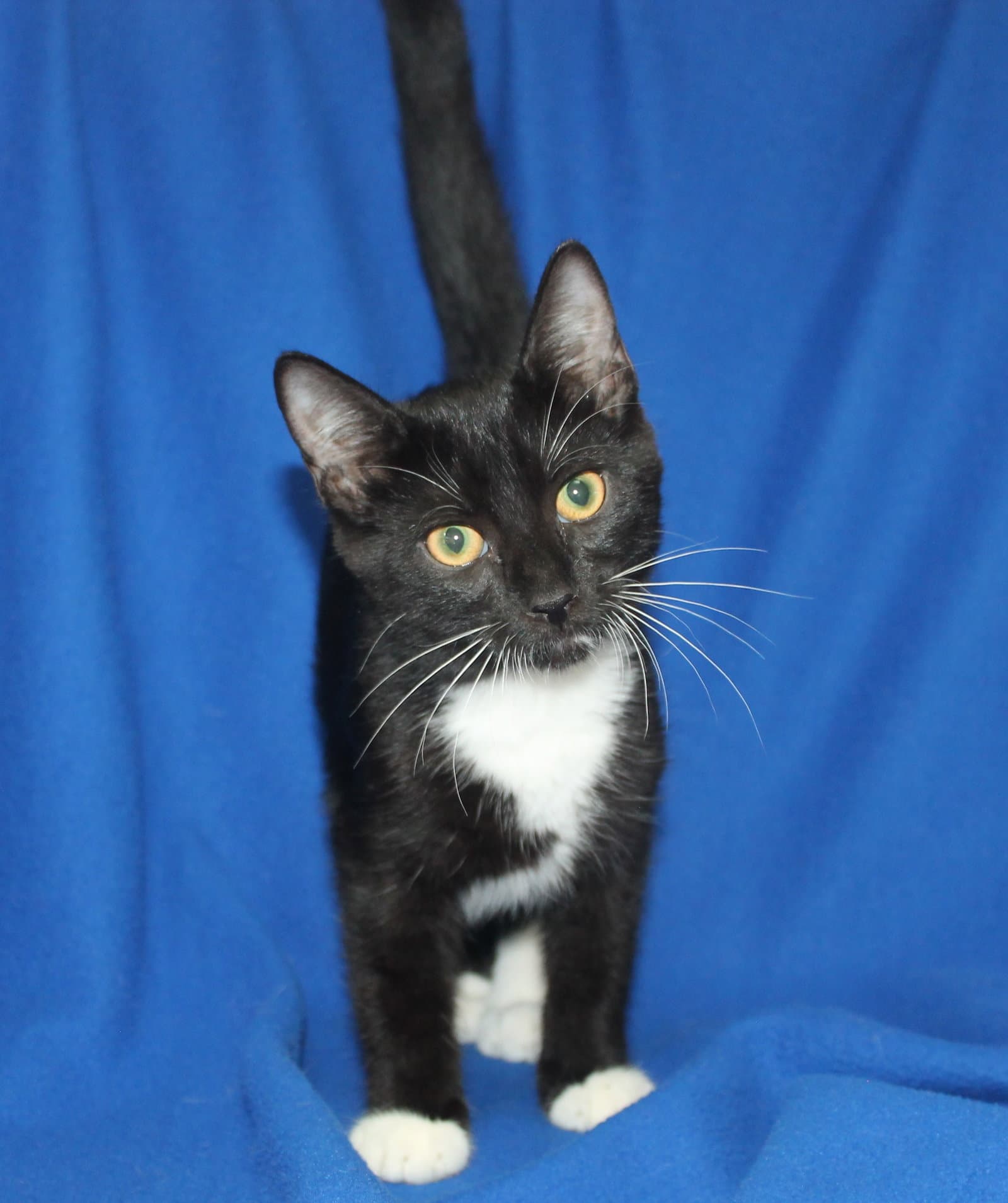 Jack-Jack - - Domestic Short Hair