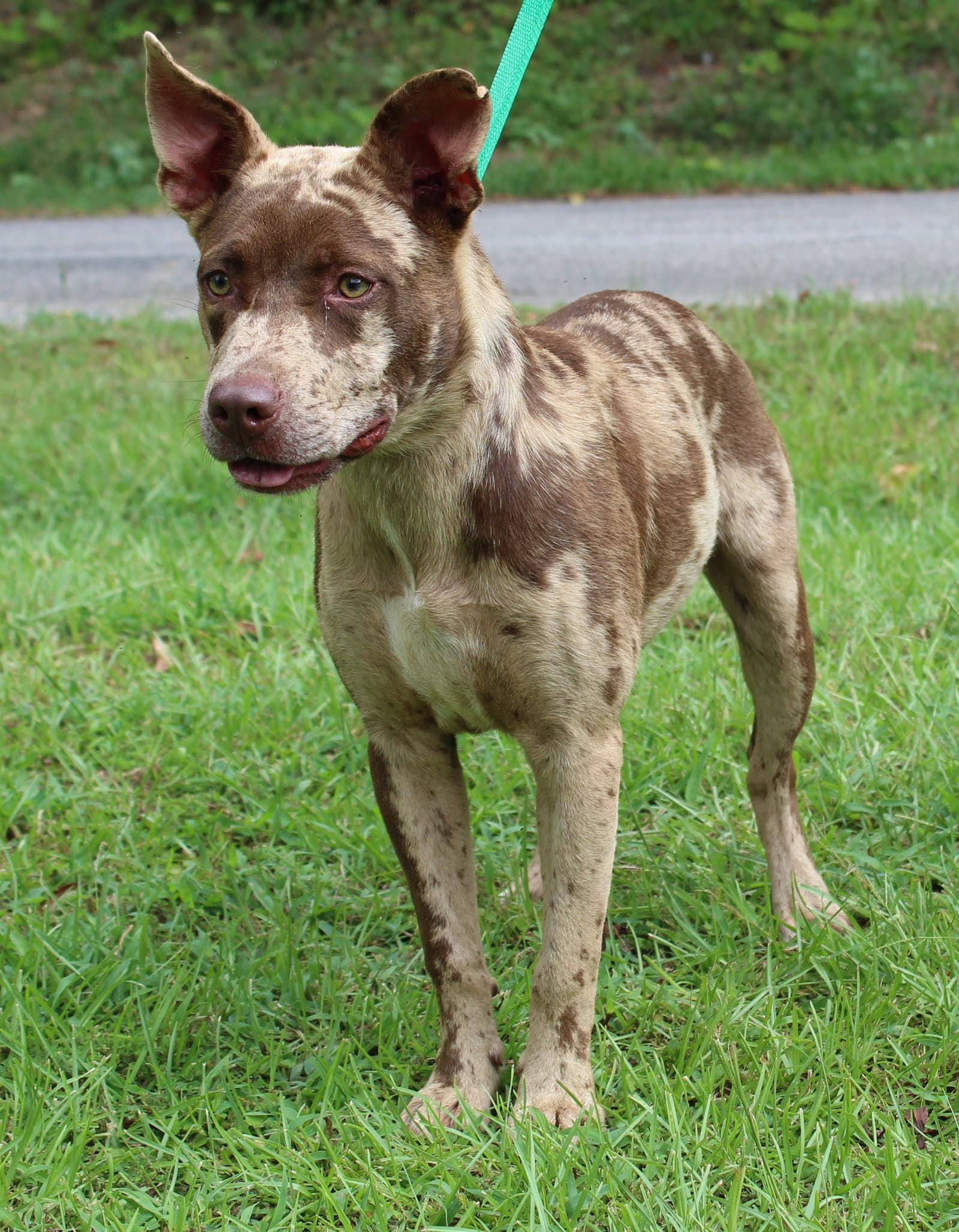 Prince - Catahoula Leopard Dog