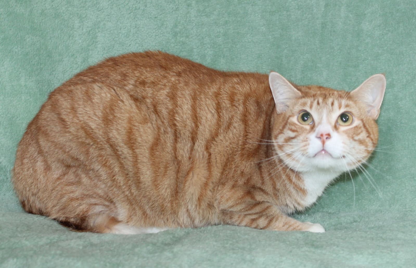 Prismo - - Domestic Short Hair