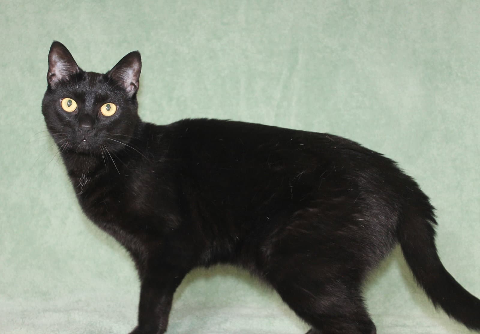 Bemo - - Domestic Short Hair