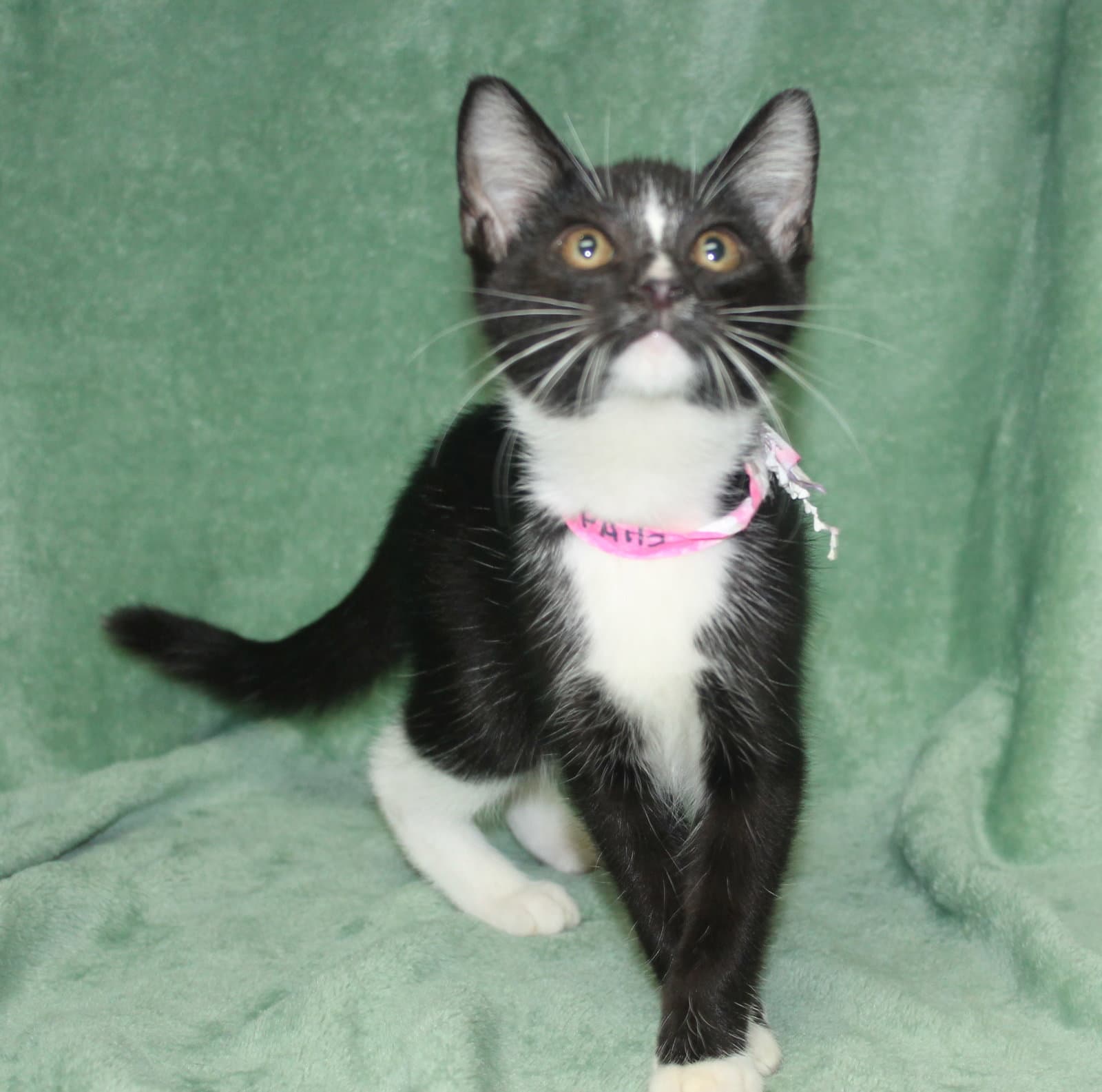 Skippy - - Domestic Short Hair