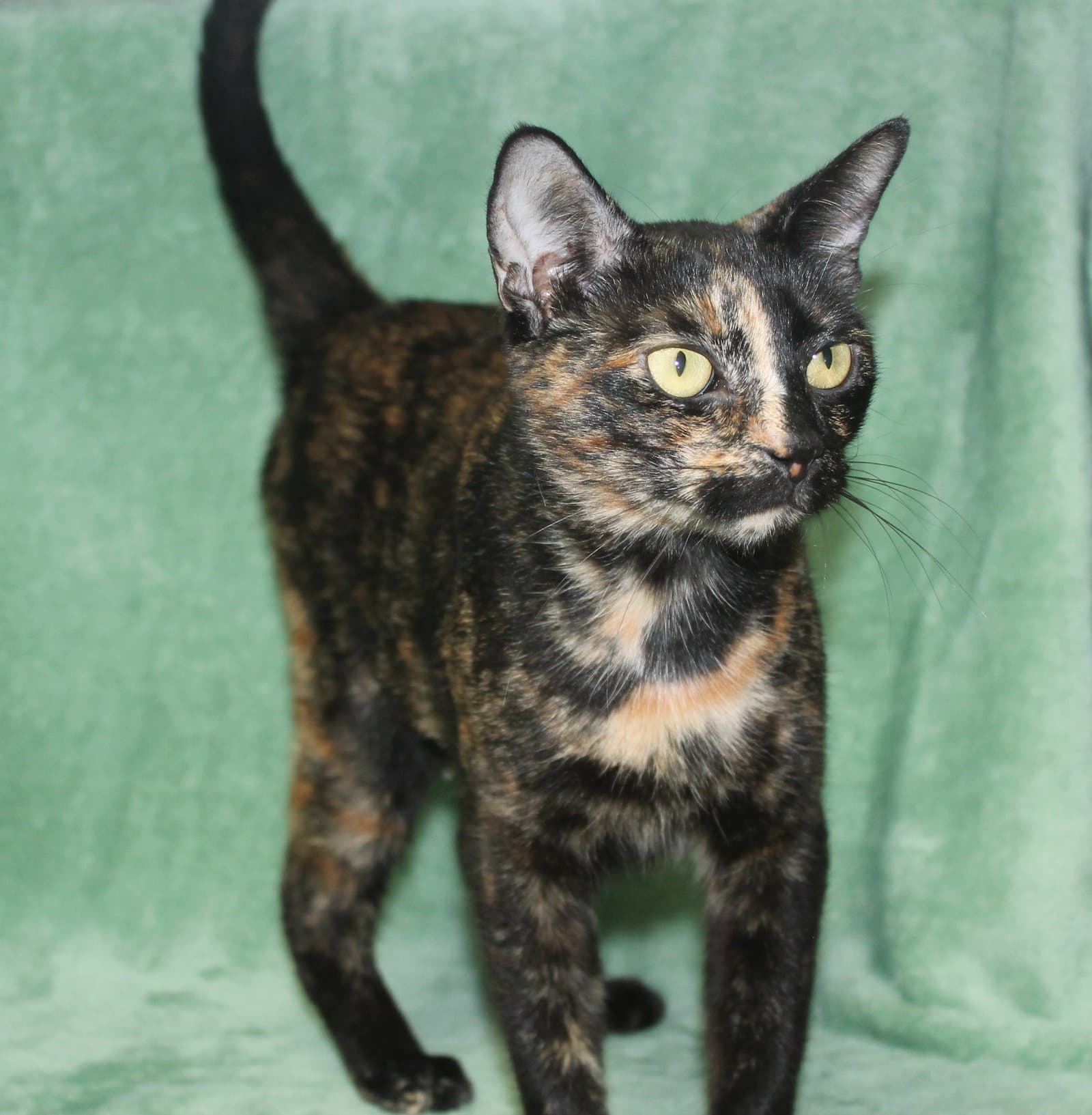 Toffee - - Domestic Short Hair