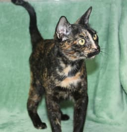 Toffee - image 2