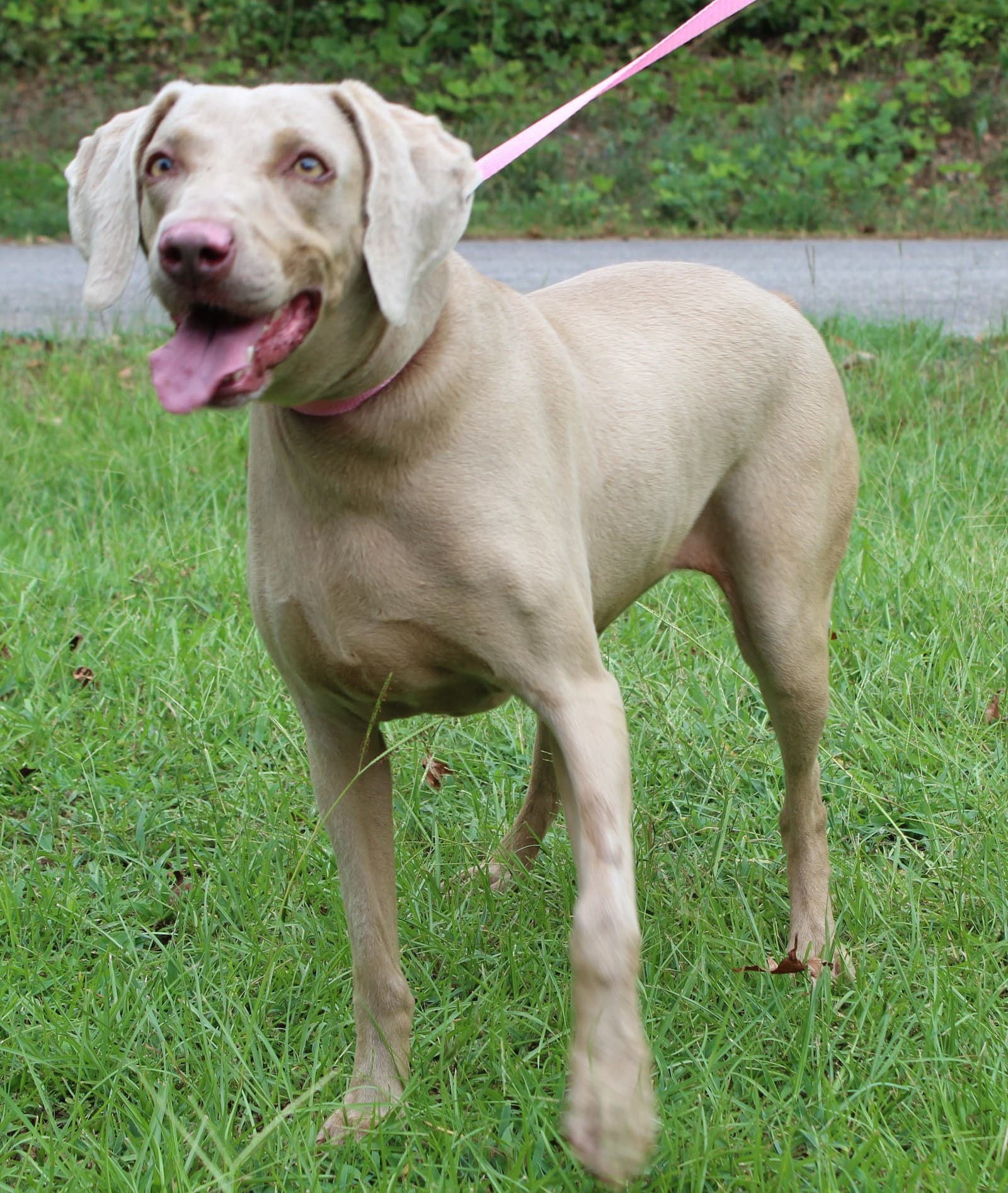 Sky - Weimaraner