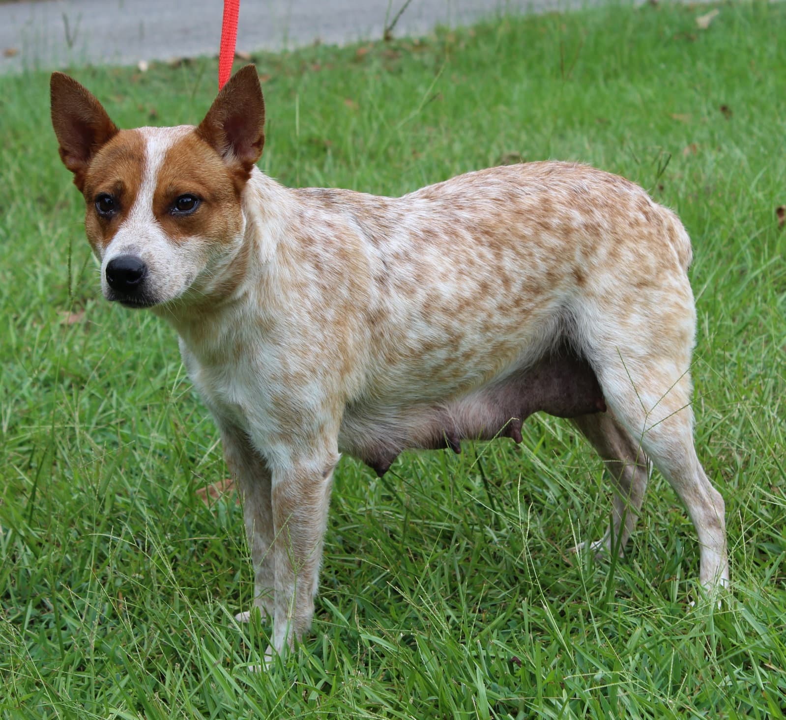 Nova - Red Heeler