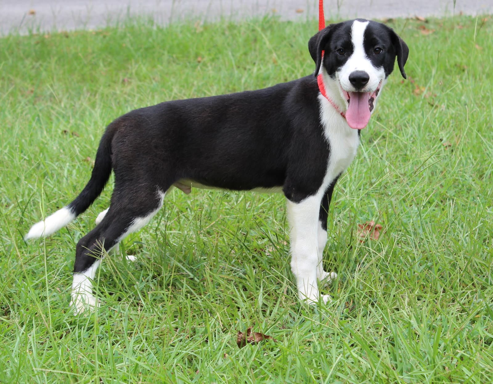 Bosco - Labrador Retriever