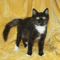 Ashlynn - image 1