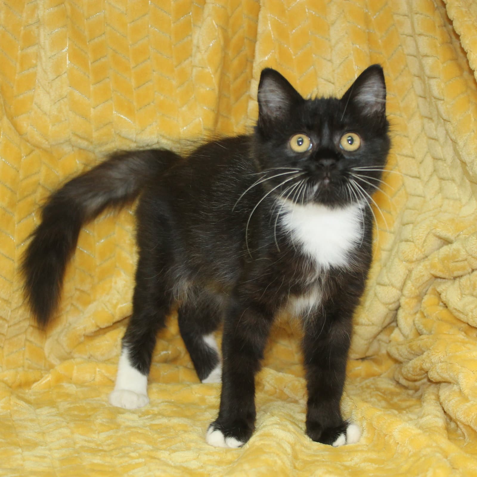 Ashlynn - - Domestic Medium Hair