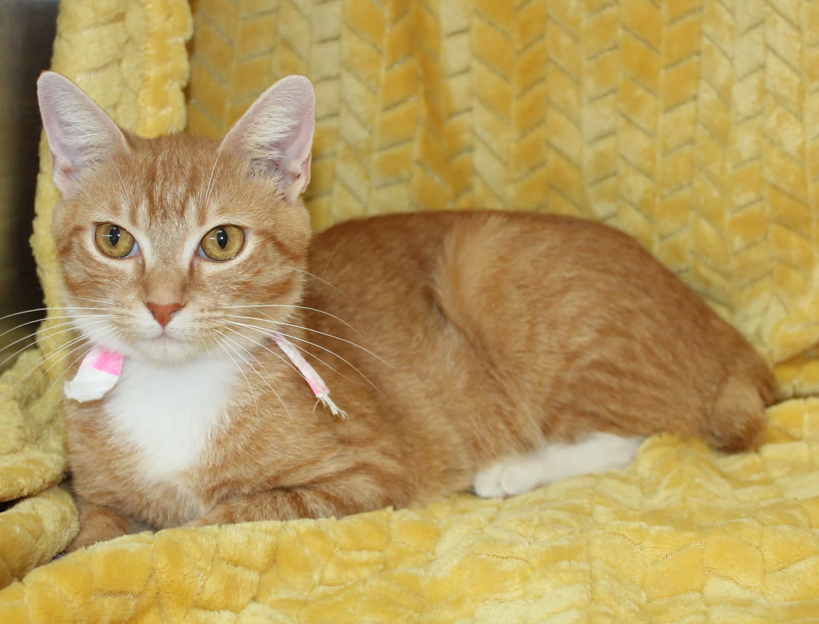 Morgan - - Domestic Short Hair