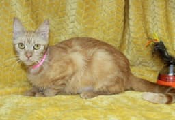 Betty - image 1