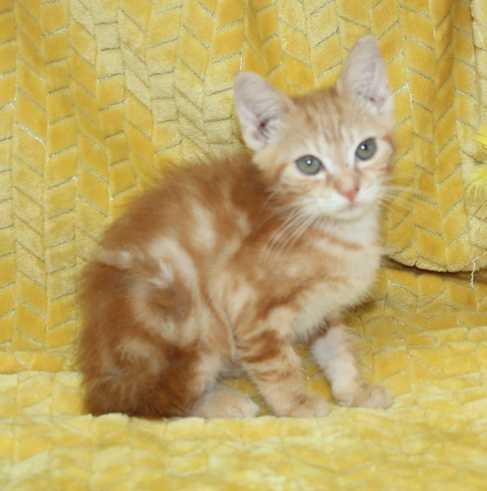 Harry - - Domestic Short Hair