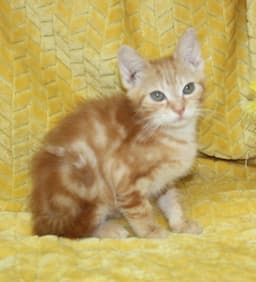 Harry - image 3