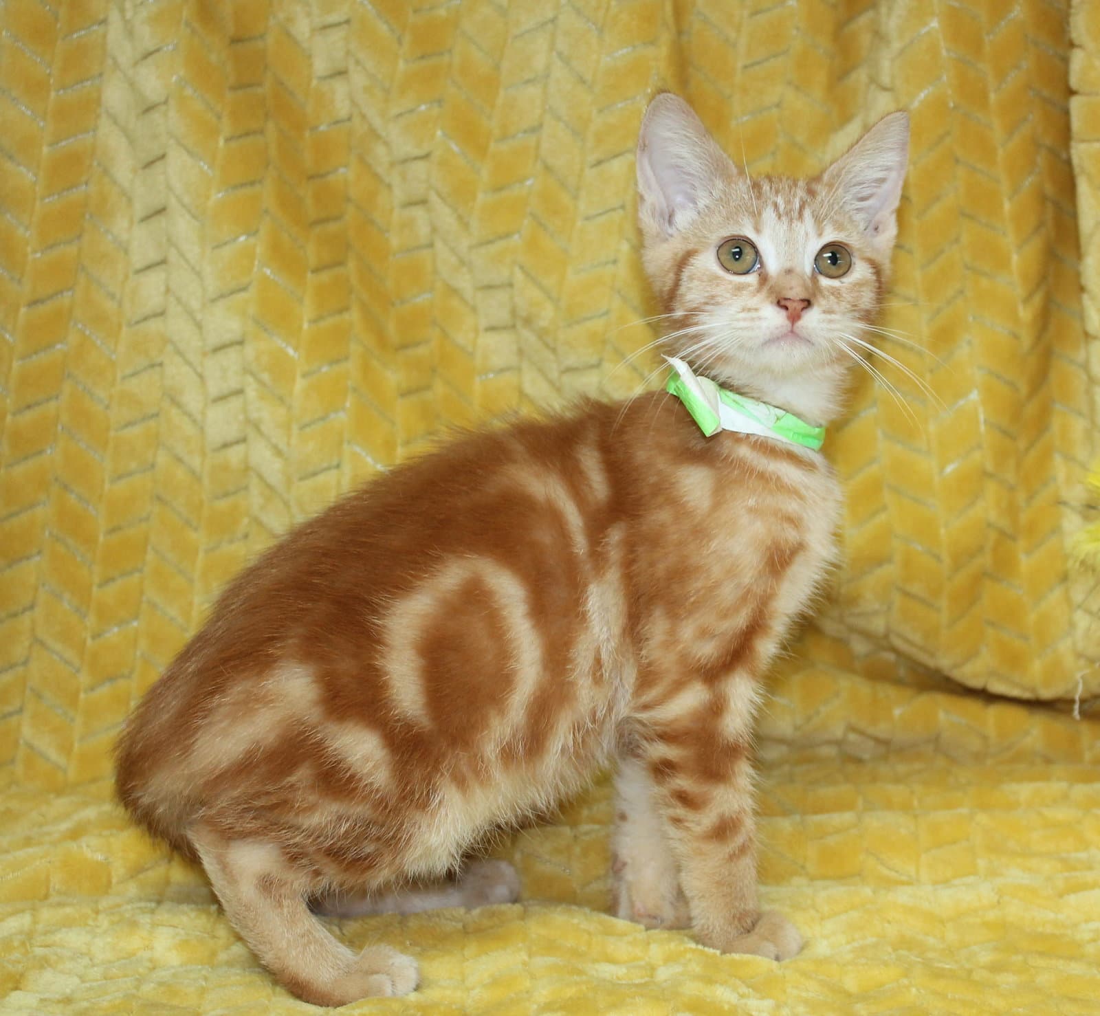 George - - Domestic Short Hair