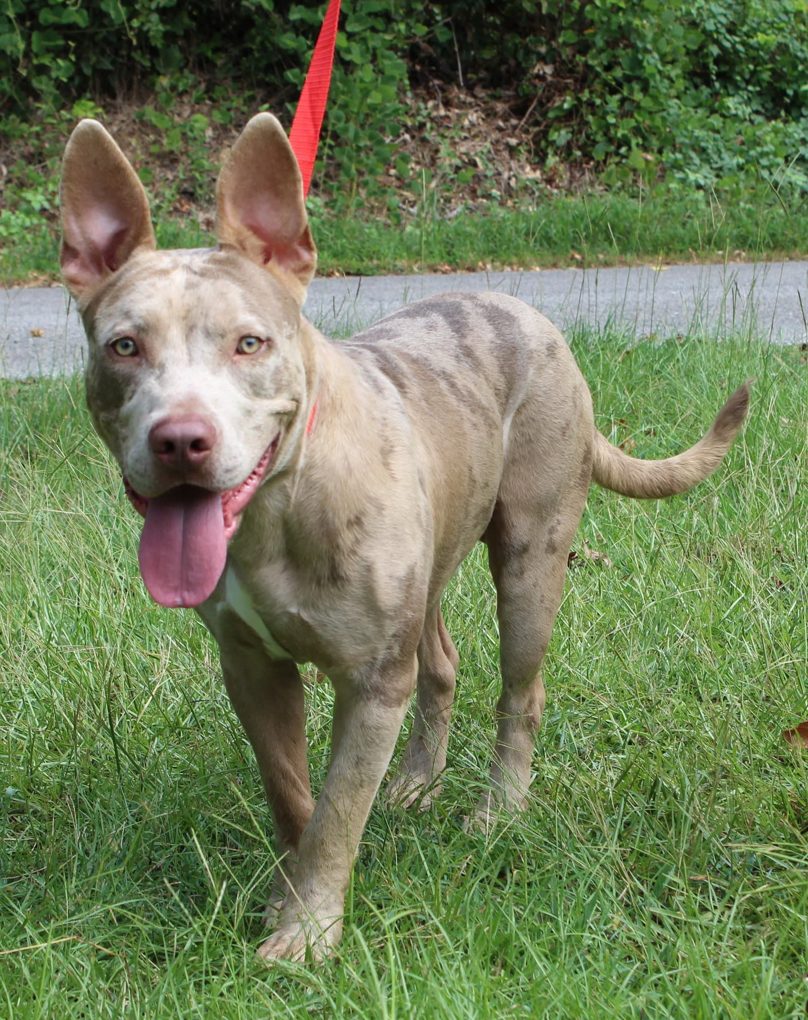 Patrick - American Bulldog