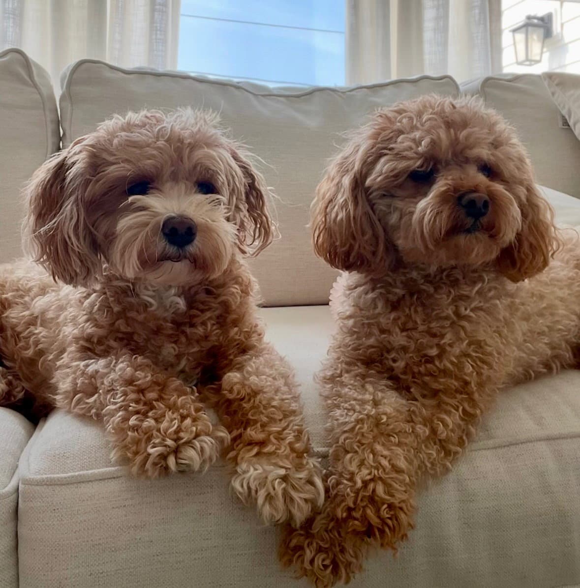 Leo  Chloe - Poodle (unknown type)