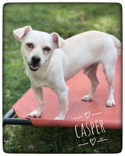 Casper image 4